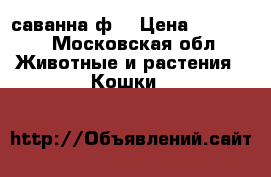 саванна ф5 › Цена ­ 25 000 - Московская обл. Животные и растения » Кошки   